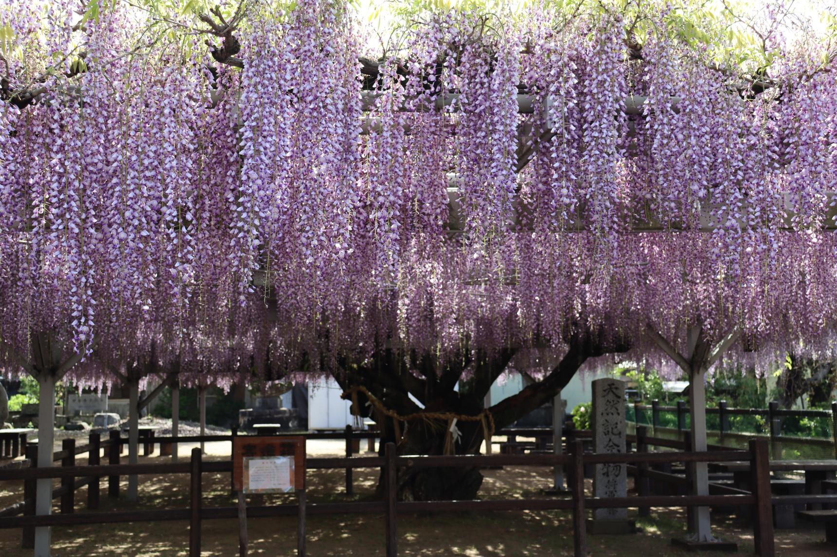 大中臣神社　将軍藤まつり