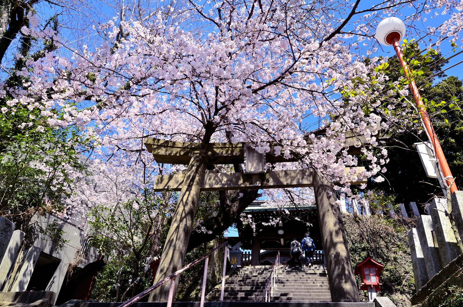 愛宕神社の桜（愛宕桜まつり）