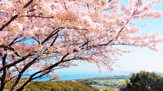 成田山不動寺　春まつり-1