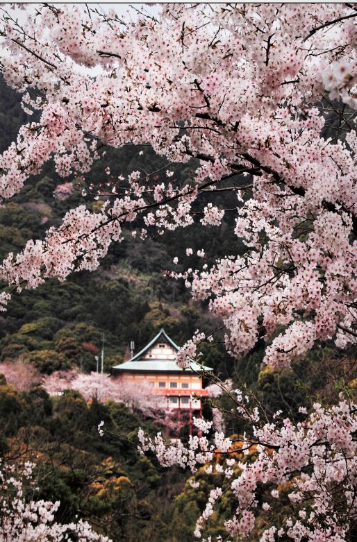 成田山不動寺　春まつり-2