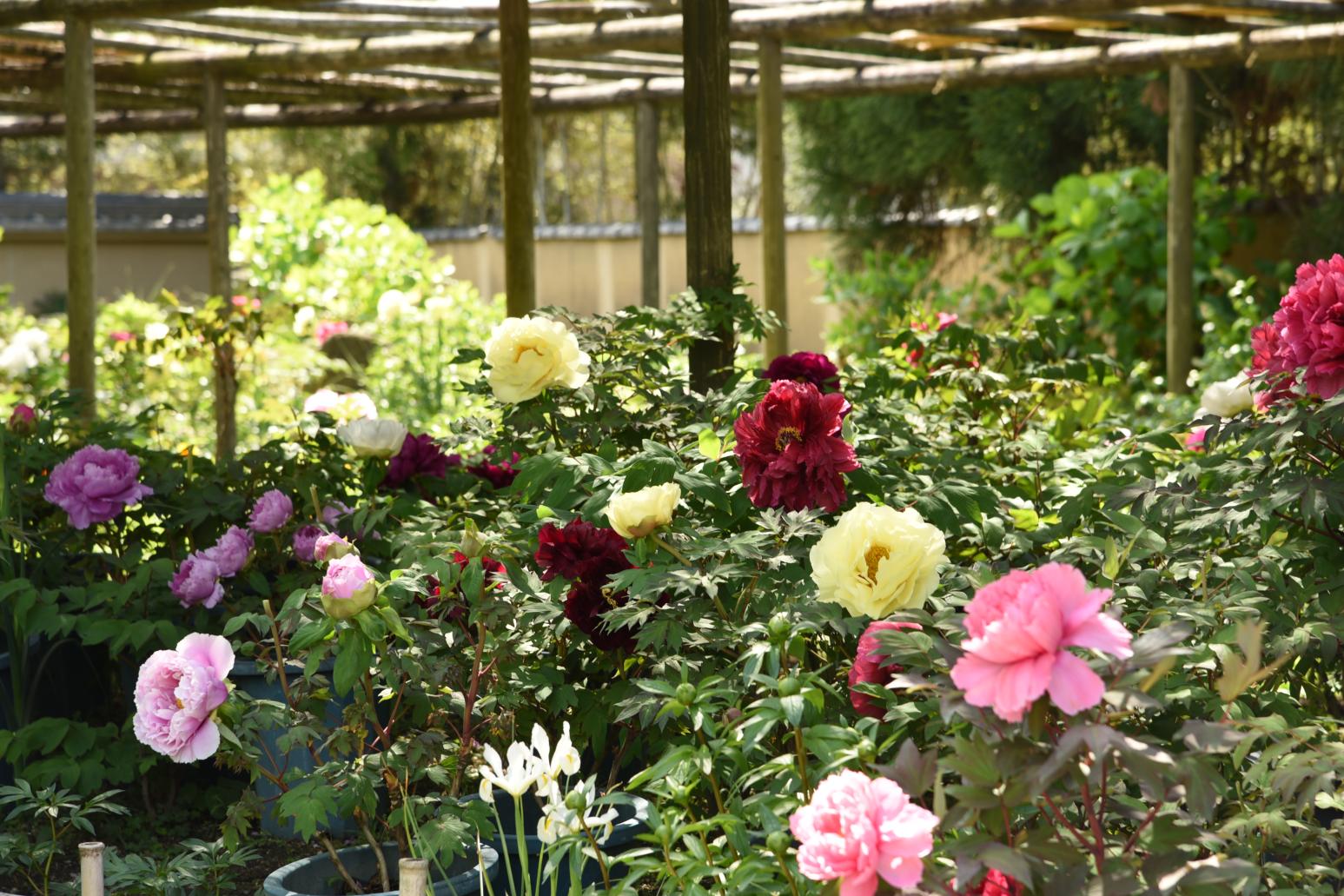 筥崎宮花庭園　ぼたん･しゃくやく 花まつり