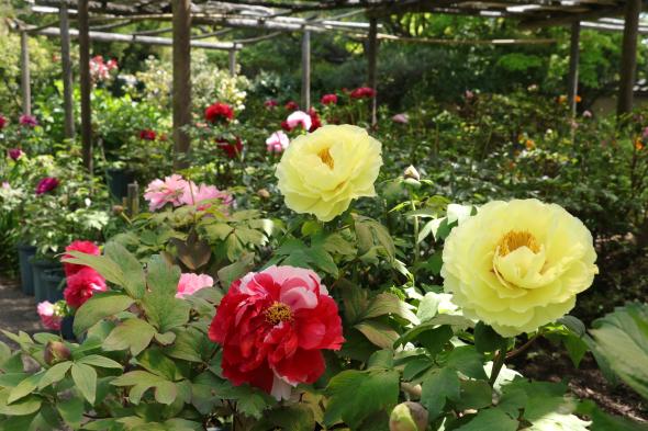 【筥崎宮】ぼたん･しゃくやく 花まつり-1