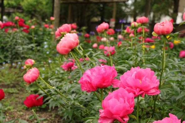 【筥崎宮】ぼたん･しゃくやく 花まつり-0