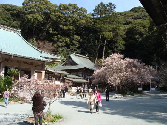 【鎮国寺】花まつり-2