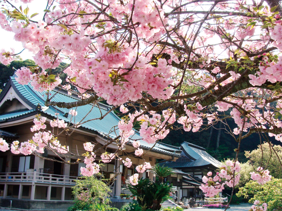 【鎮国寺】花まつり-0