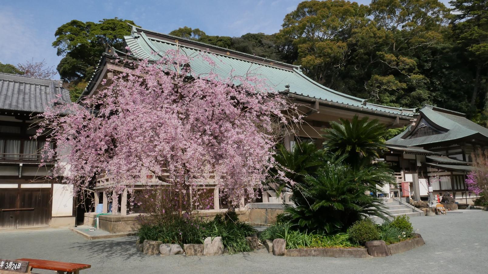 【鎮国寺】花まつり-3
