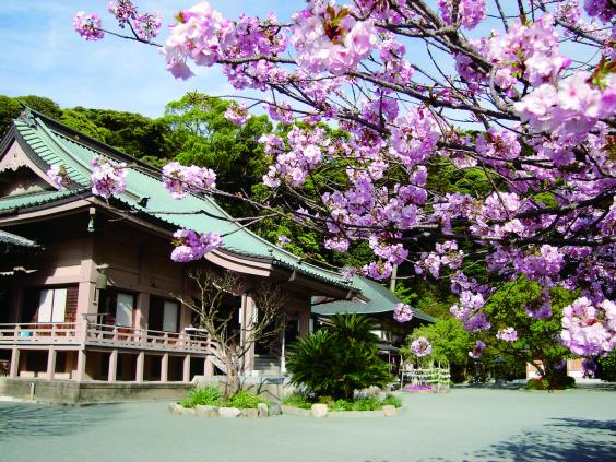 【鎮国寺】花まつり-1