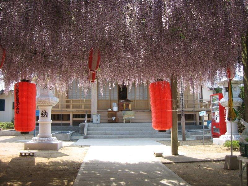 조코지(정광사) 등나무꽃 축제