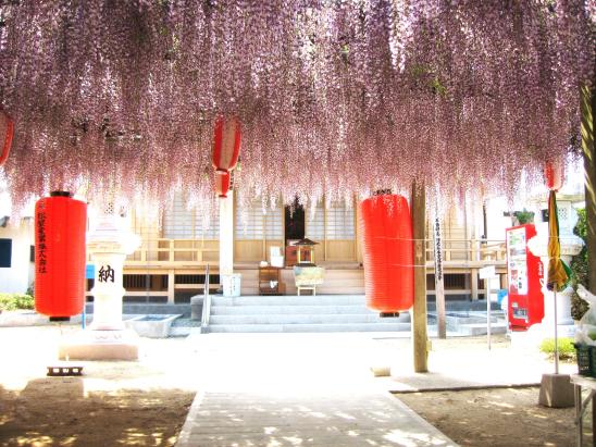净光寺藤节-2