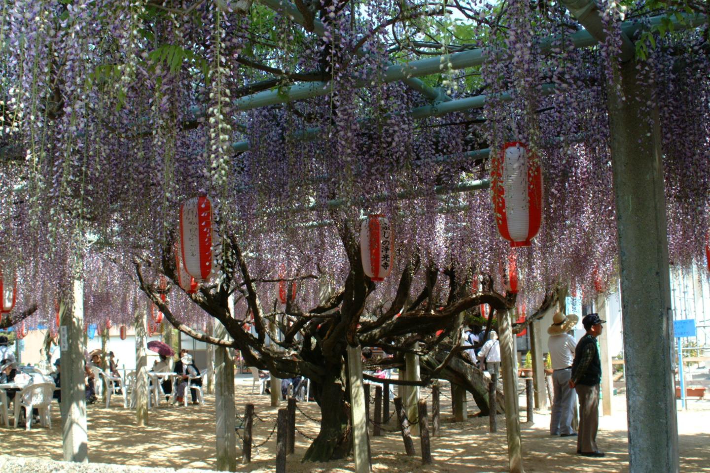 净光寺藤节-4