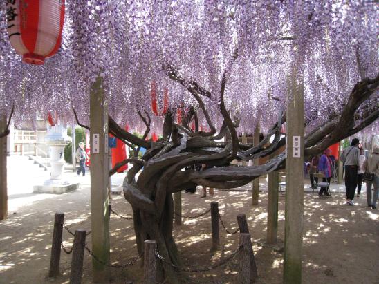 净光寺藤节-1