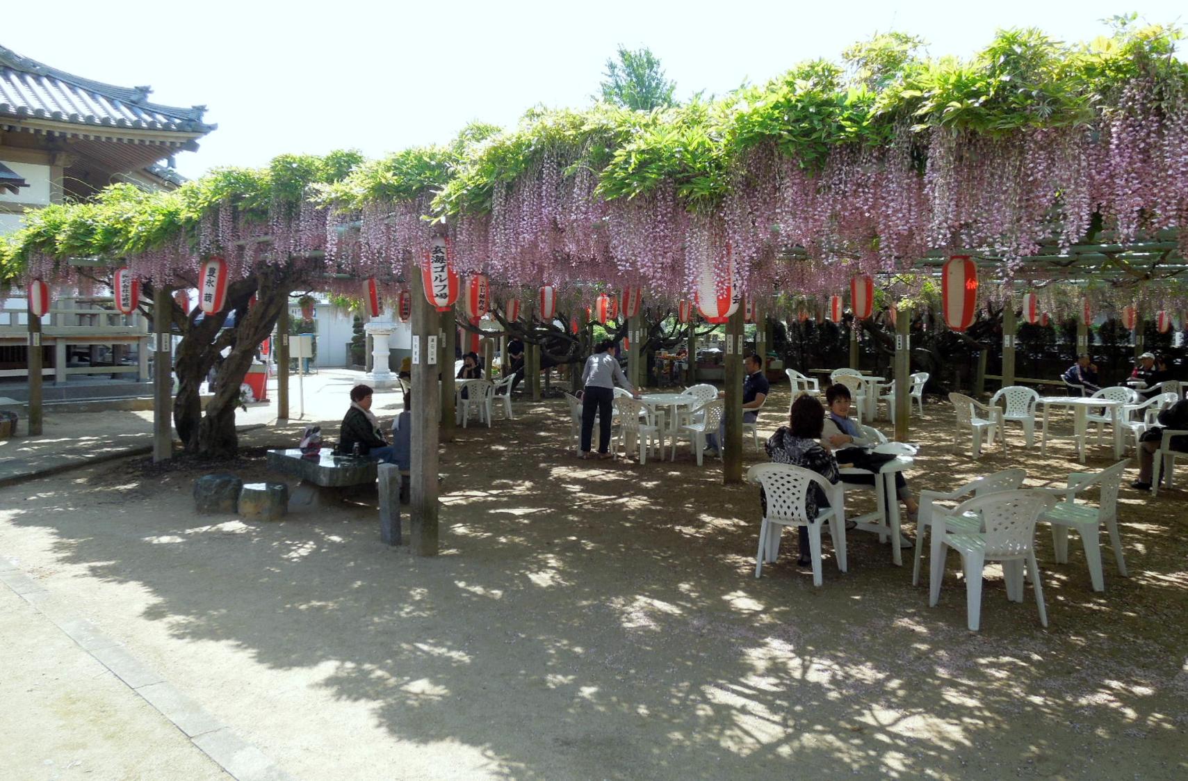 净光寺藤节-3