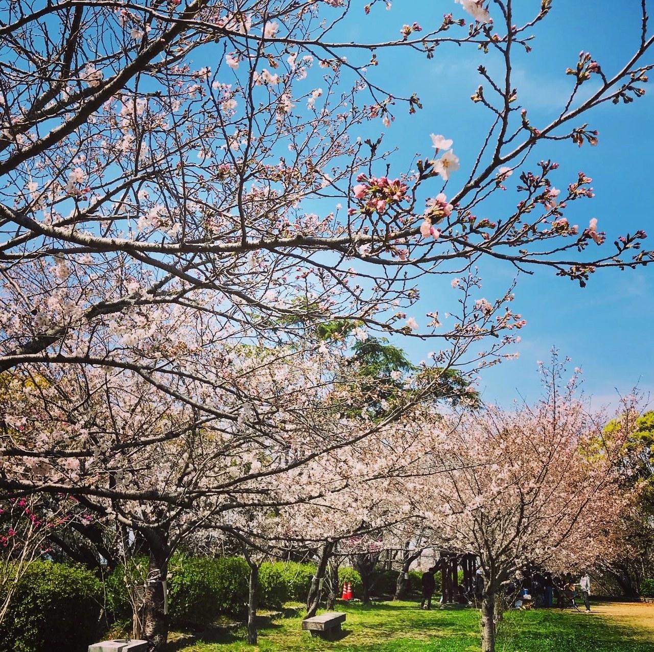 桜まつり（大牟田市　延命公園・甘木山）