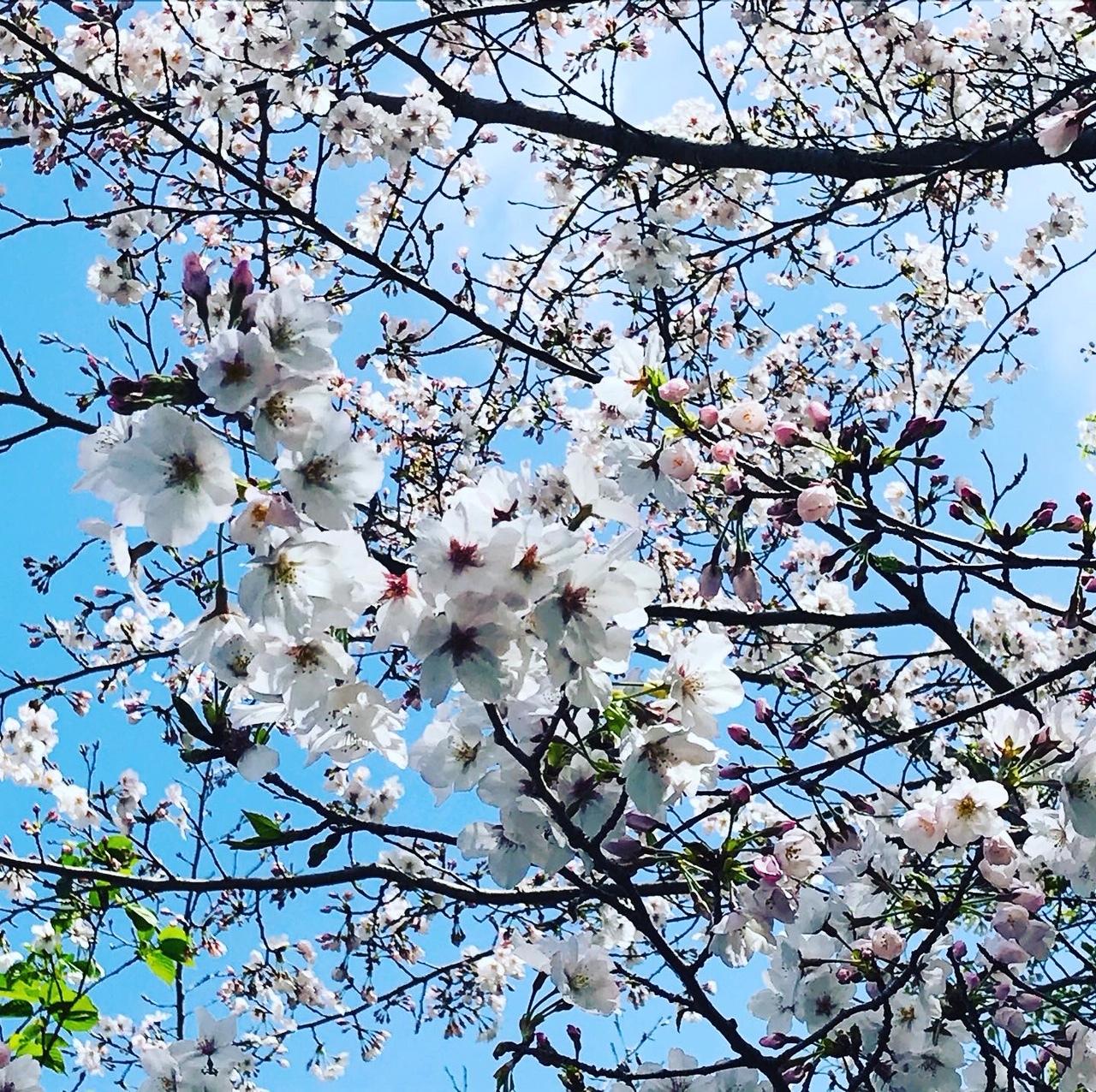 桜まつり（大牟田市　延命公園・甘木山）-3