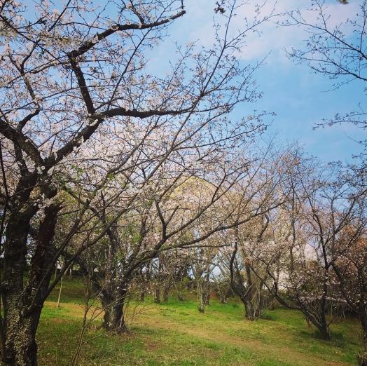 桜まつり（大牟田市　延命公園・甘木山）-2