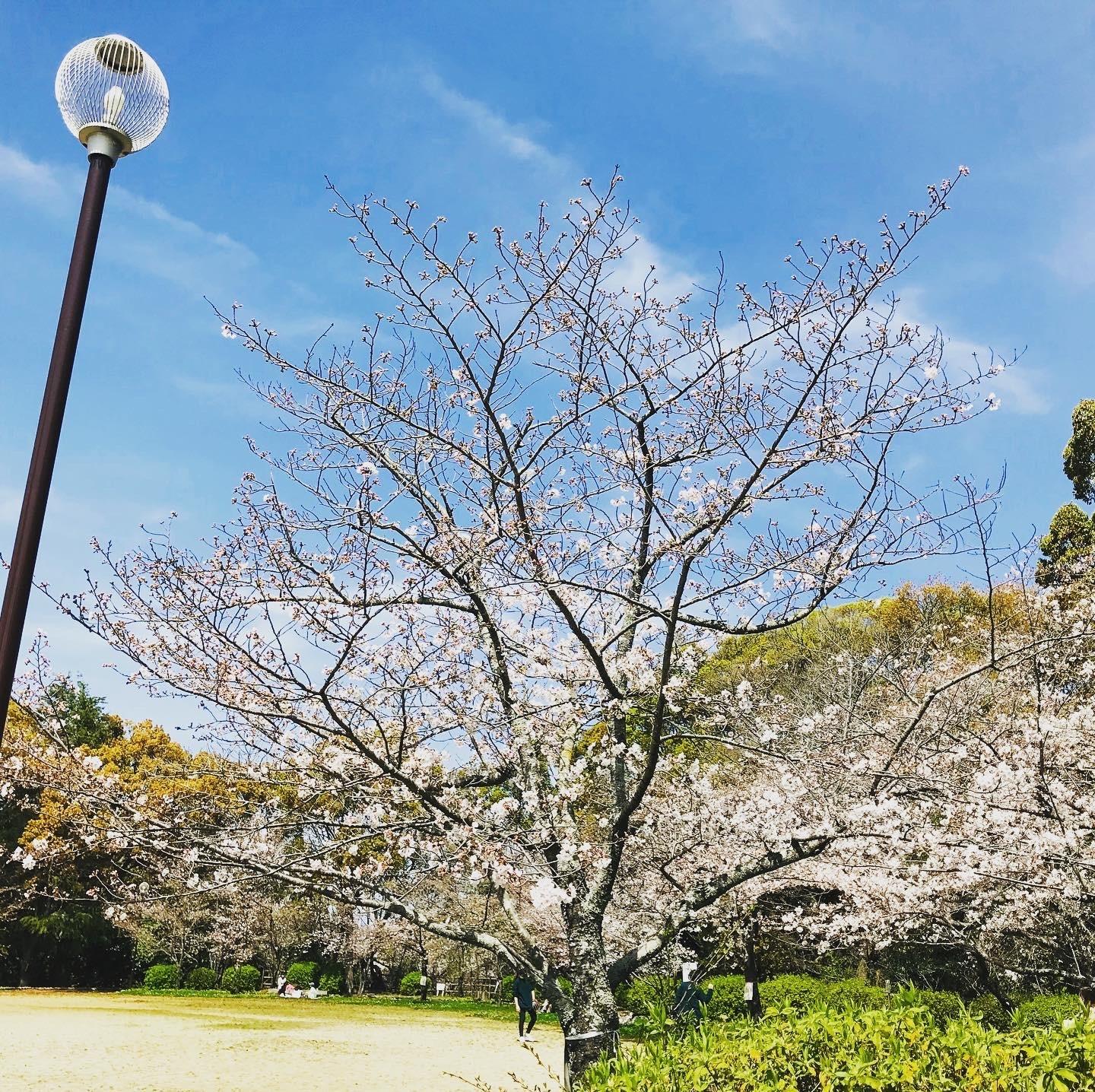 桜まつり（大牟田市　延命公園・甘木山）-1