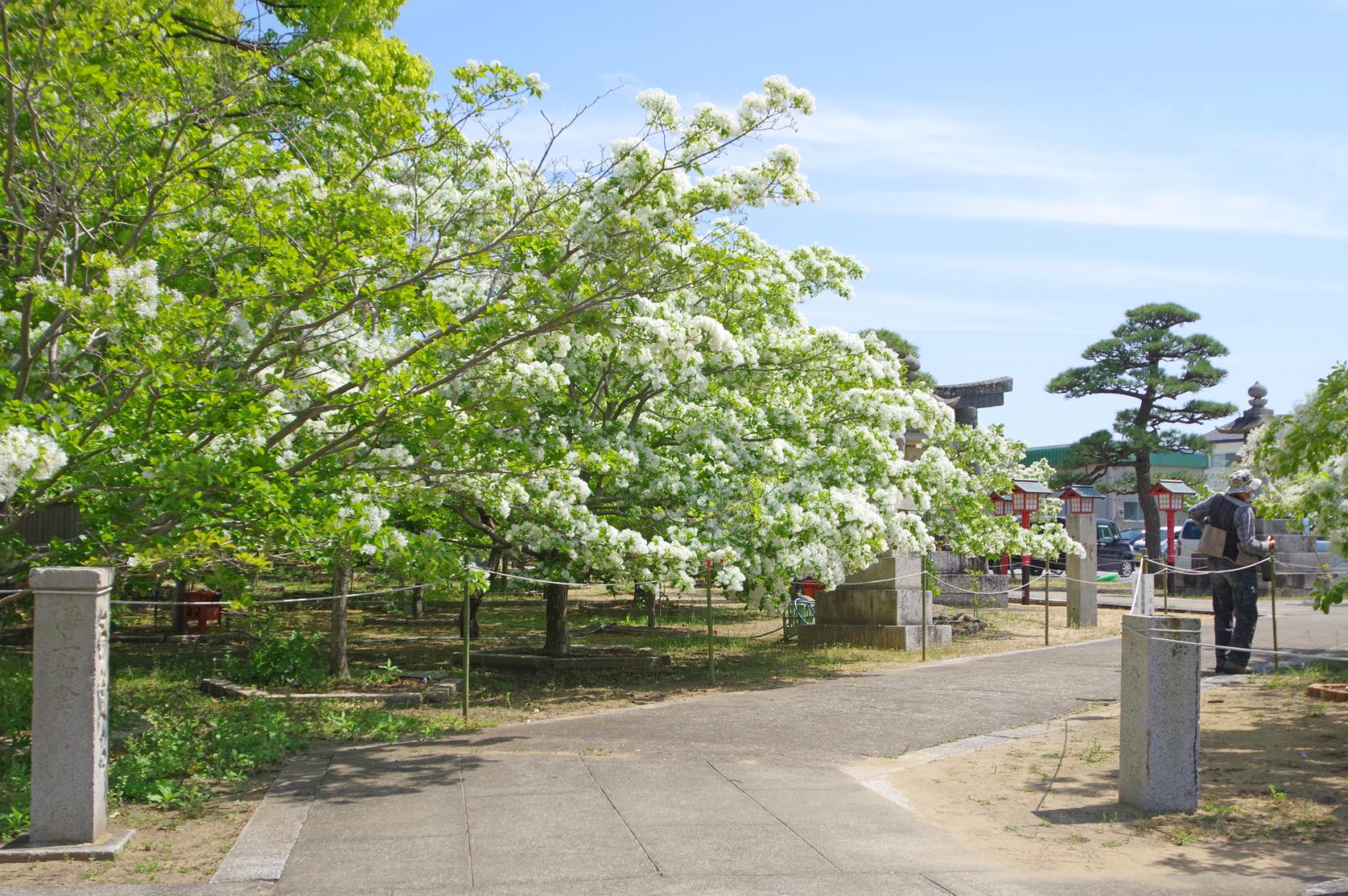 冈朱神社-7