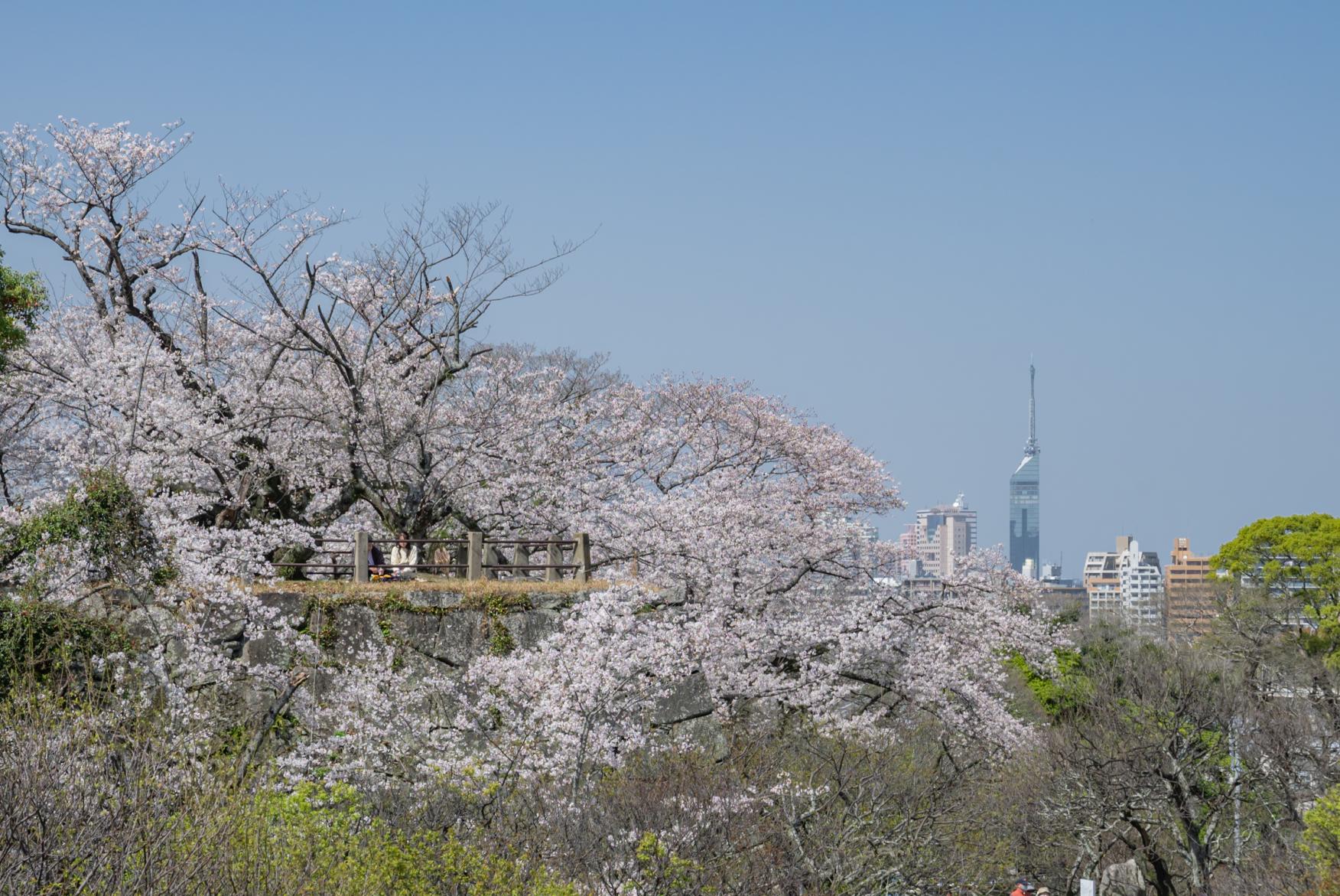舞鶴公園の桜（福岡城さくらまつり）-3