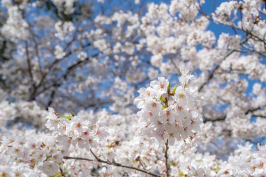 福岡城さくらまつり（舞鶴公園の桜）-4