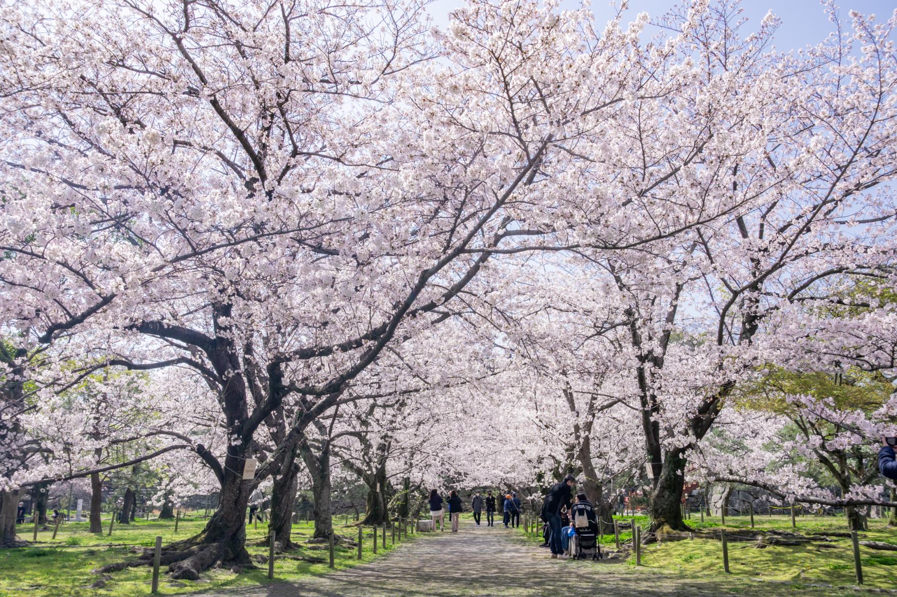 舞鶴公園の桜（福岡城さくらまつり）-4