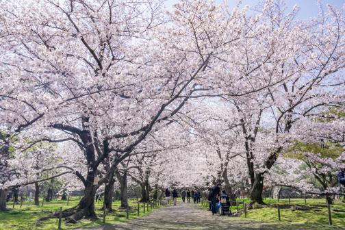 舞鶴公園の桜（福岡城さくらまつり）-4