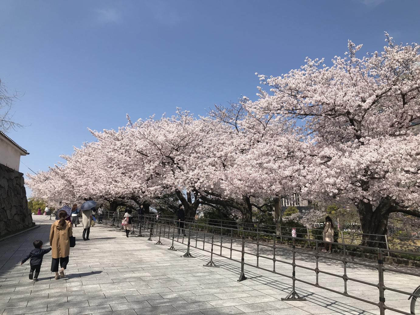 舞鶴公園の桜(福岡城さくらまつり) | イベント | 【公式】福岡県の観光/旅行情報サイト「クロスロードふくおか」