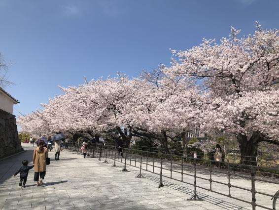 舞鶴公園の桜（福岡城さくらまつり）-0