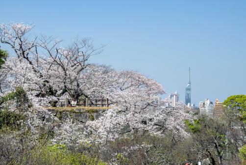 福岡城さくらまつり（舞鶴公園の桜）-5