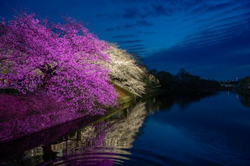 舞鶴公園の桜（福岡城さくらまつり）-1