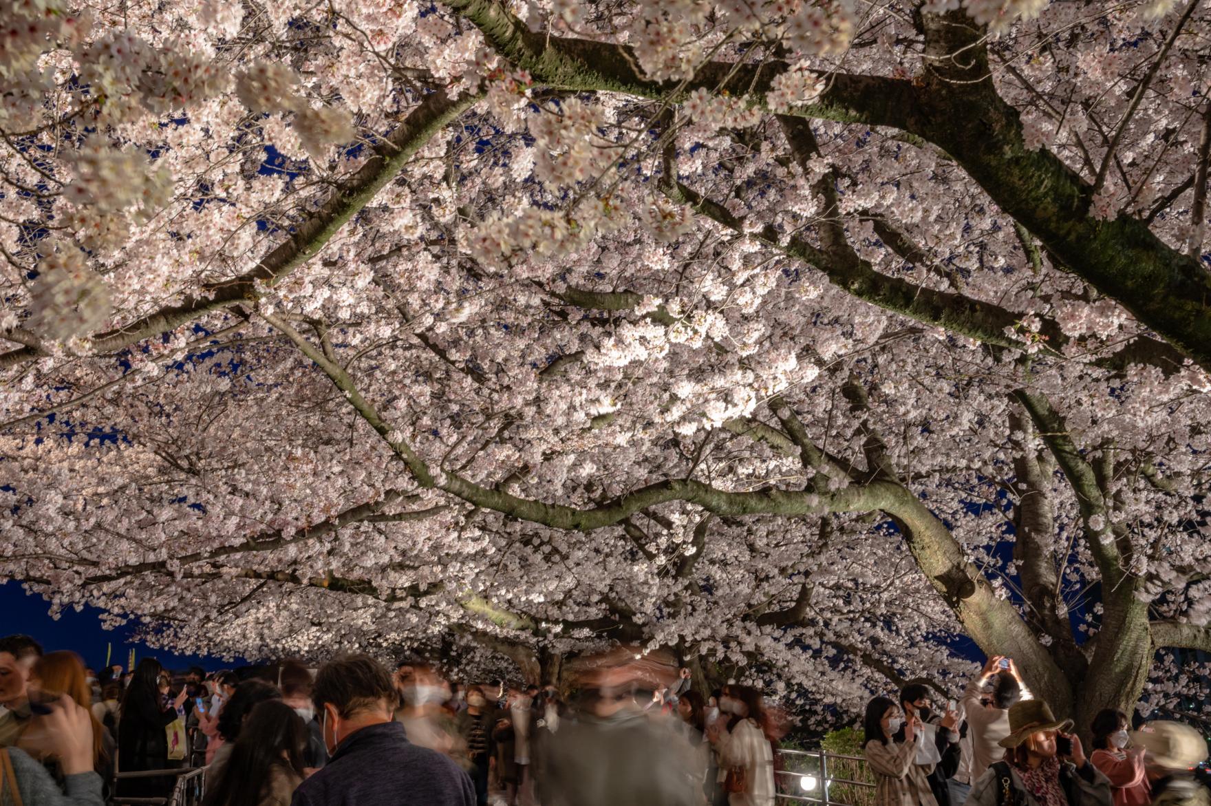 舞鶴公園の桜（福岡城さくらまつり）-6