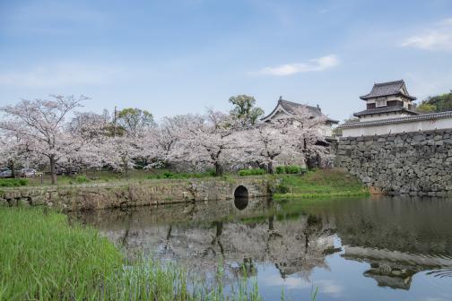 舞鶴公園の桜（福岡城さくらまつり）-5