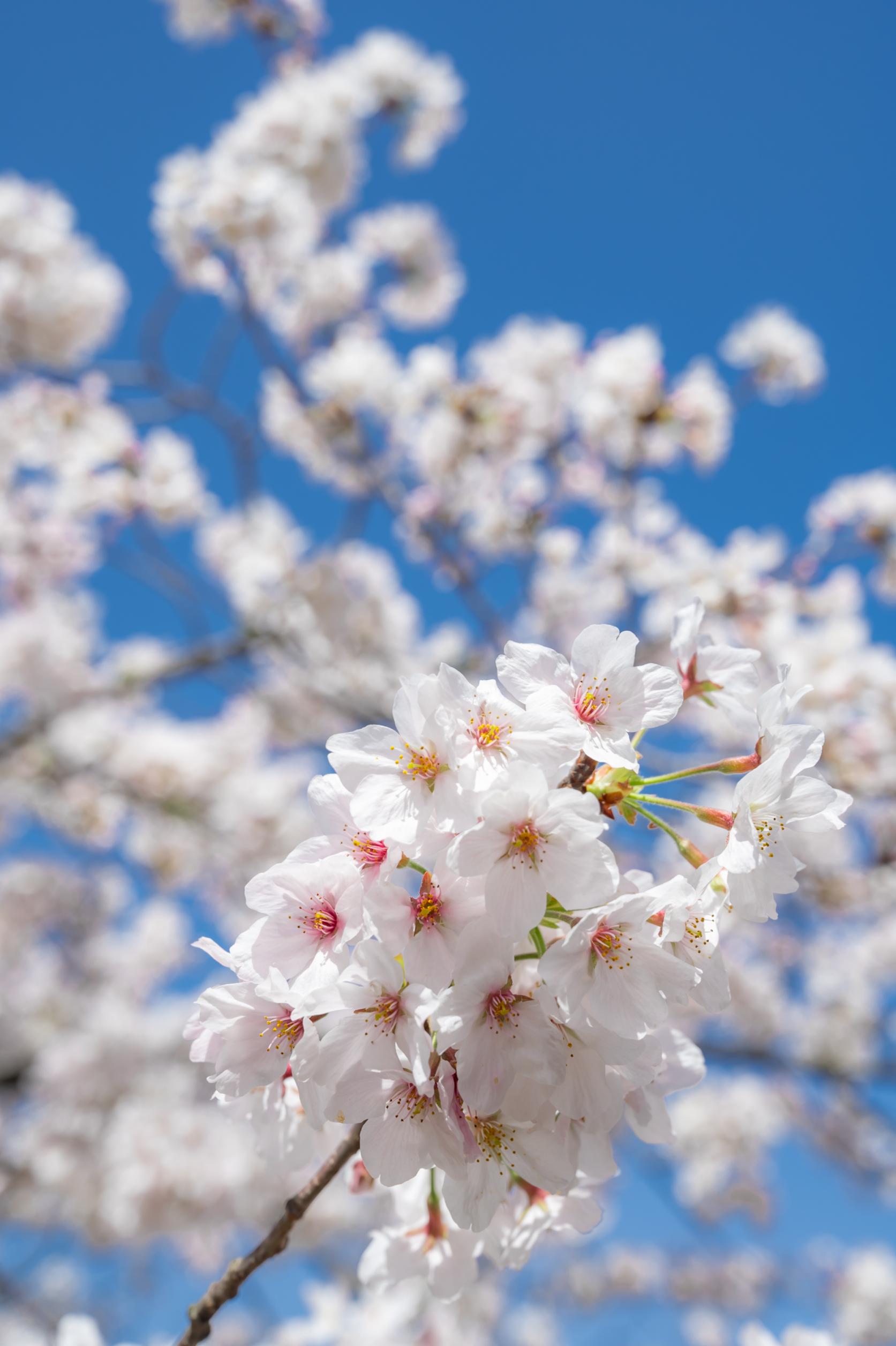 舞鶴公園の桜（福岡城さくらまつり）-2