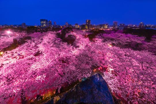 福岡城さくらまつり（舞鶴公園の桜）-0