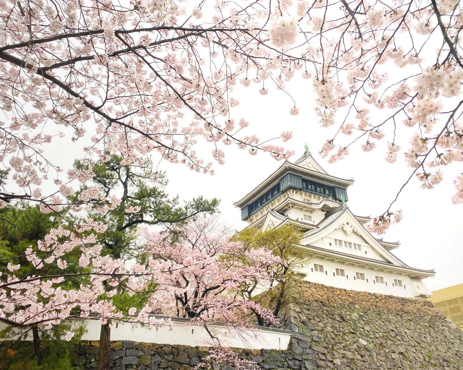 小倉城　勝山公園の桜-1