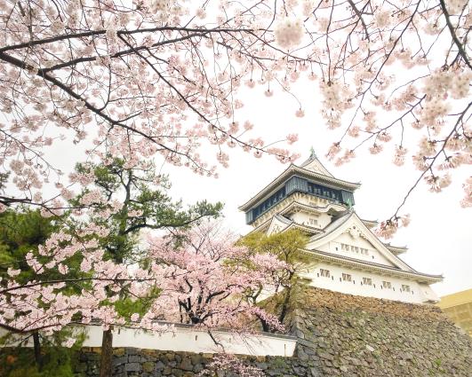 小倉城・勝山公園の桜-1