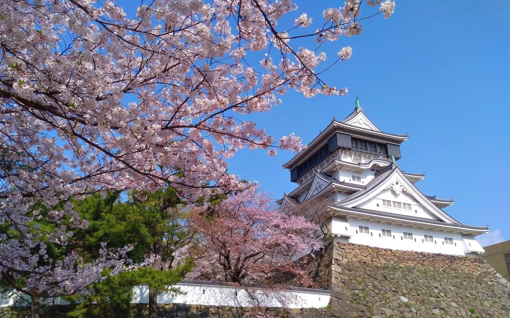 小倉城　勝山公園の桜-1