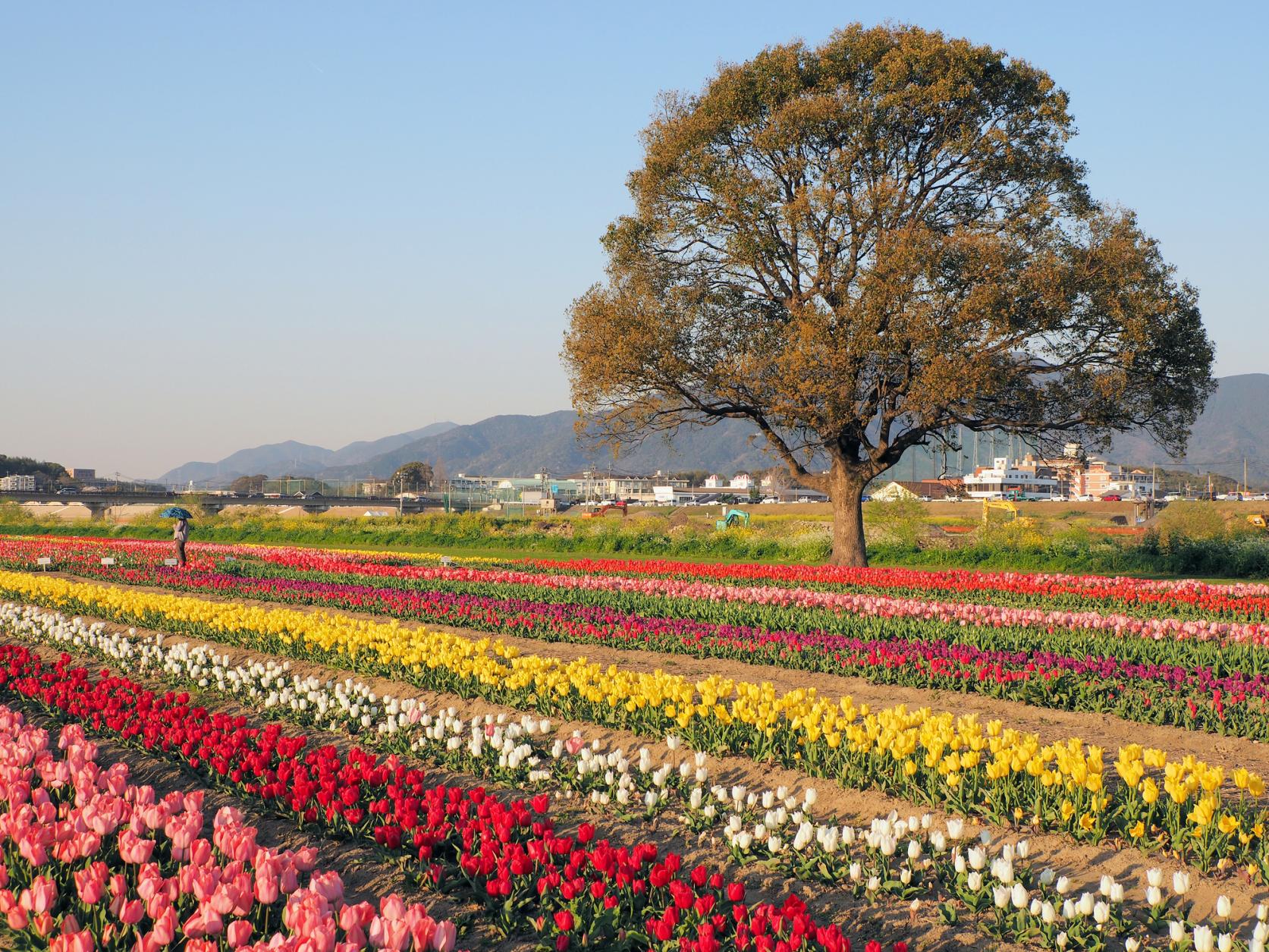 Nogata Tulip Fair 2025-5