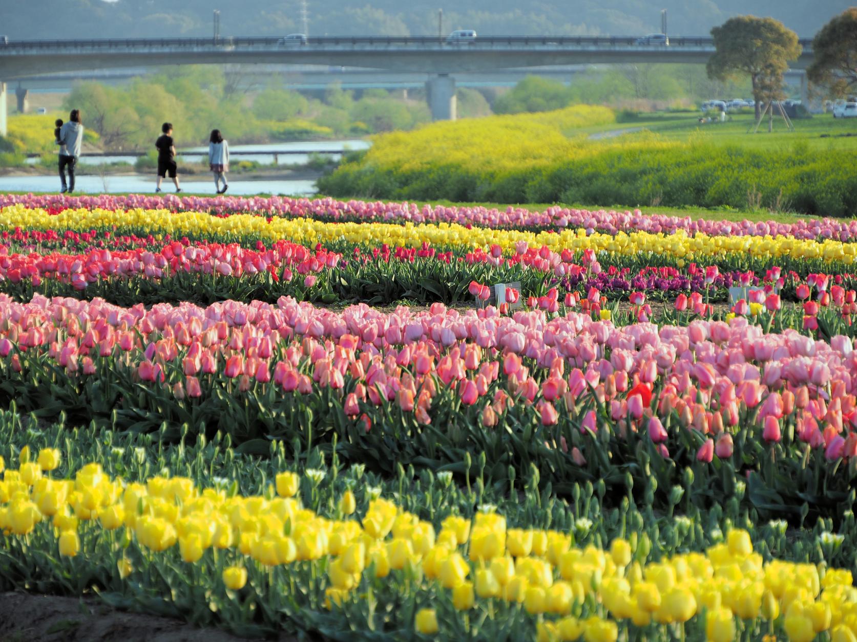 Nogata Tulip Fair 2025-4