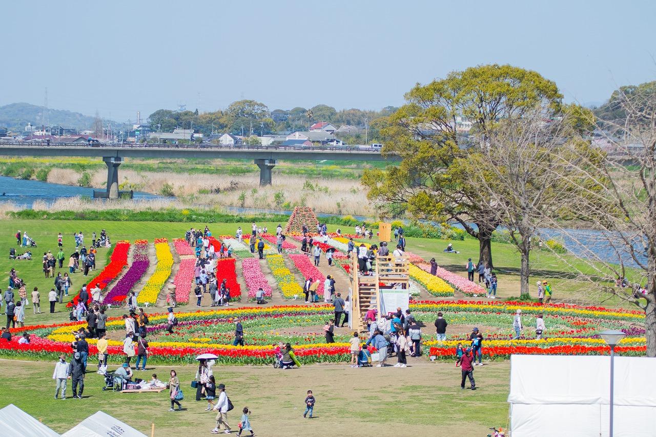 Nogata Tulip Fair 2025-3
