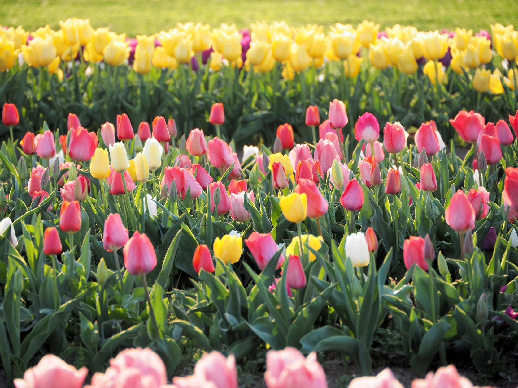 Nogata Tulip Fair 2025-7