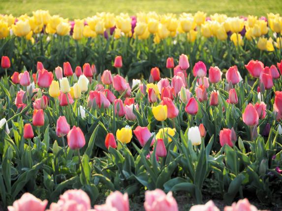 Nogata Tulip Fair 2025-7