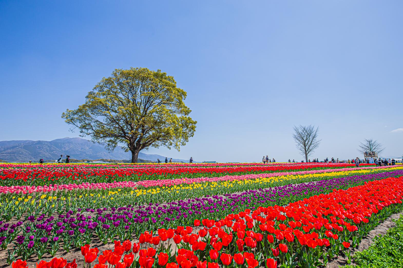 Nogata Tulip Fair 2025-1