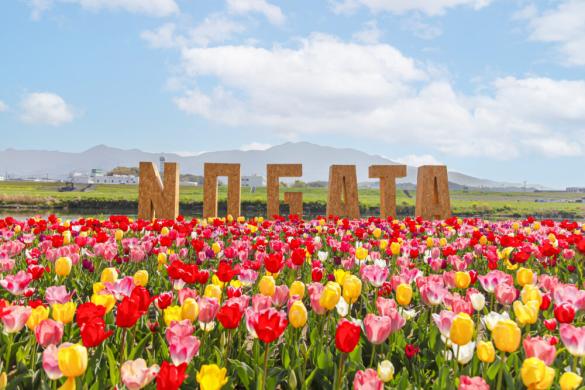 Nogata Tulip Fair 2025-0