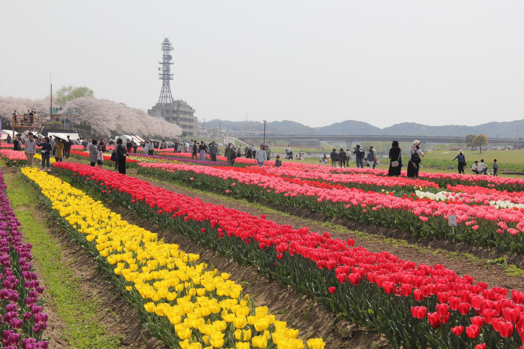Nogata Tulip Fair 2025-6