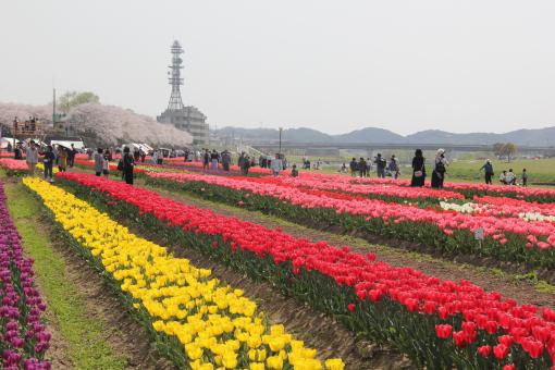 Nogata Tulip Fair 2025-6