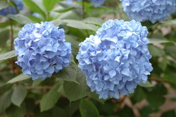 【筥崎宮】あじさいまつり-1