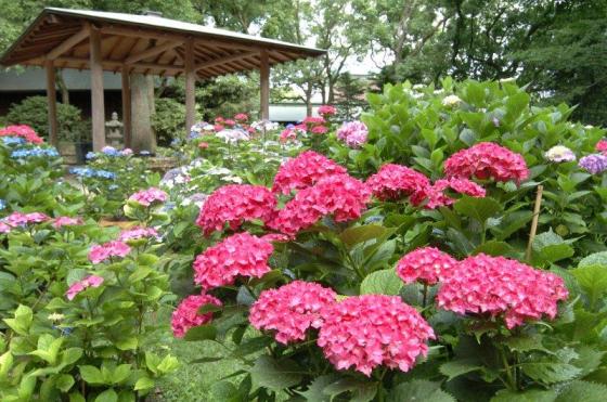 筥崎宮あじさいまつり（参道花めぐり）-1