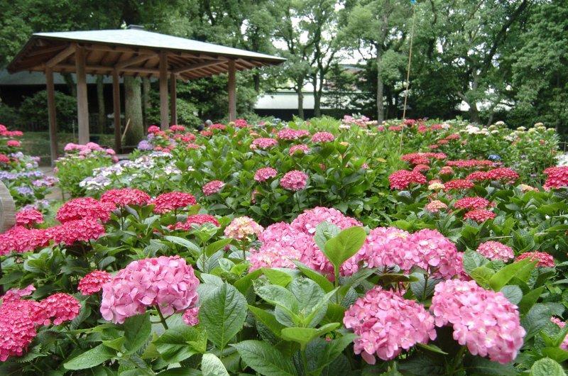 筥崎宮あじさいまつり（参道花めぐり）-0