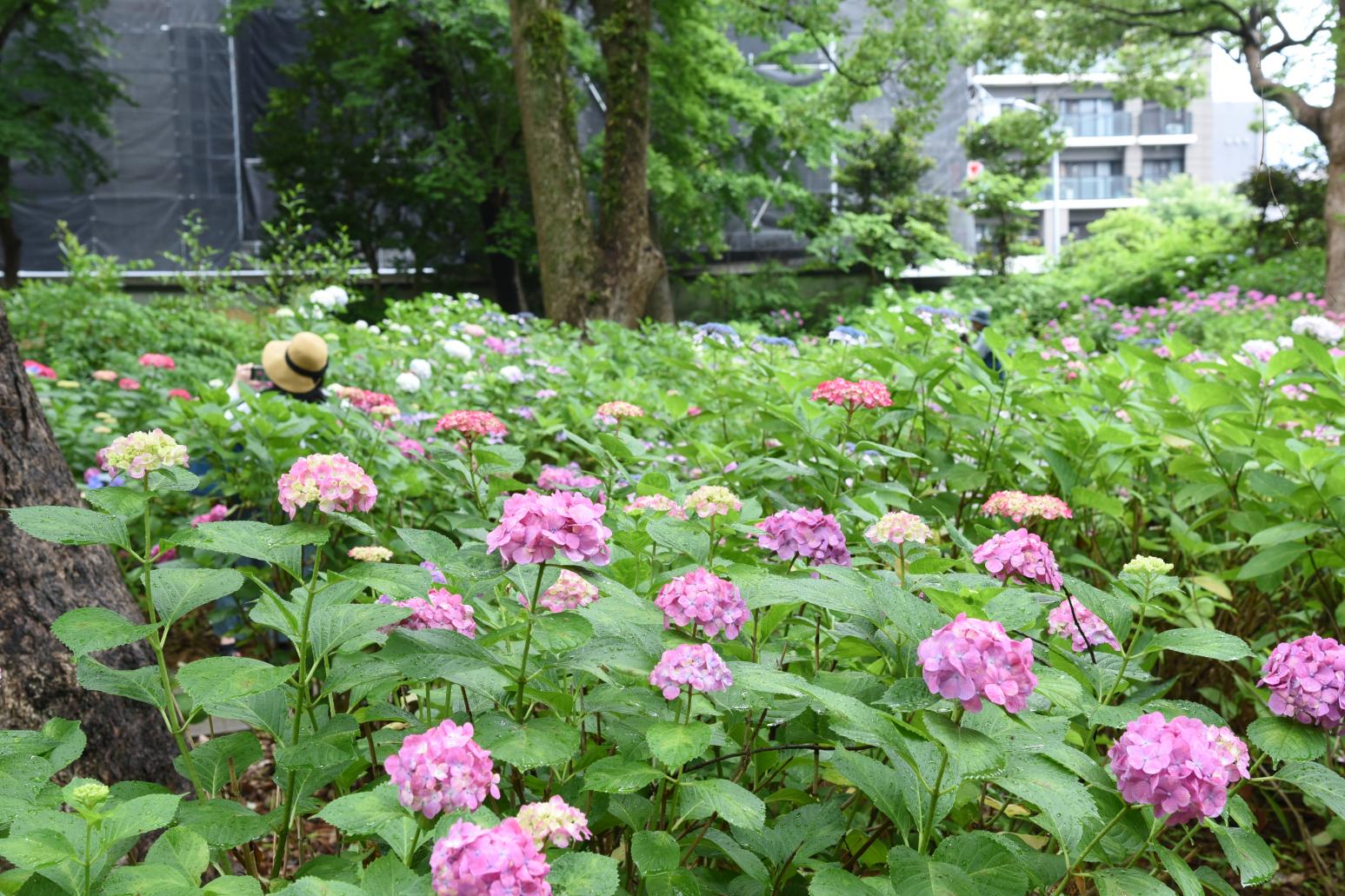 筥崎宮あじさいまつり（参道花めぐり）-3