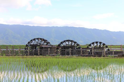 朝倉の三連水車の稼働（山田堰通水式）-0